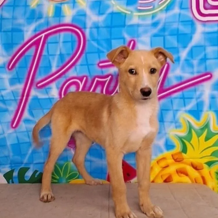 A baby medium-sized male Labrador Retriever dog named Miller for adoption in Medfield, MA