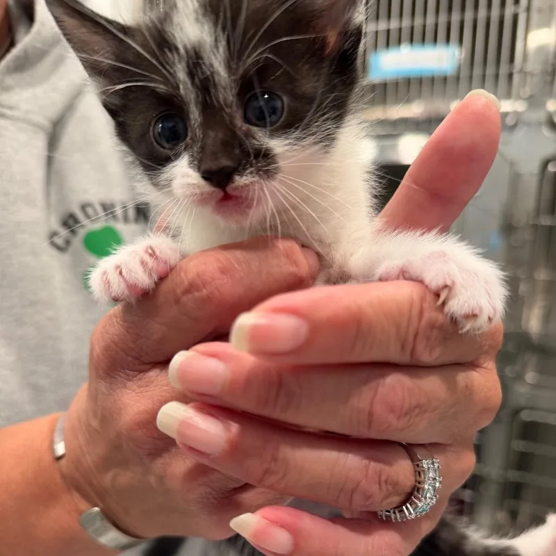 A baby small-sized female Black Domestic Short Hair cat named Bashful for adoption in Scituate, MA