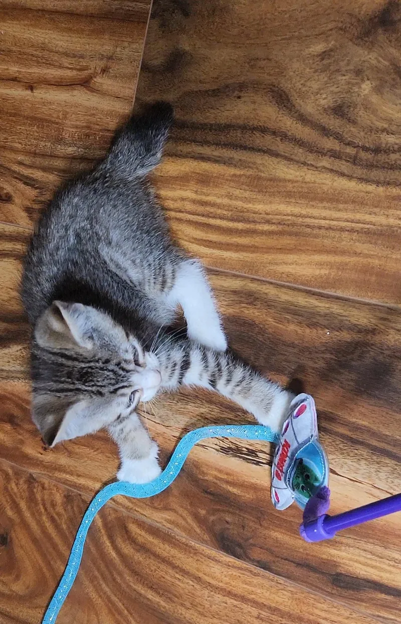 A baby medium-sized male Gray & White Domestic Short Hair cat named Dr Pepper for adoption in Hillsboro, OR