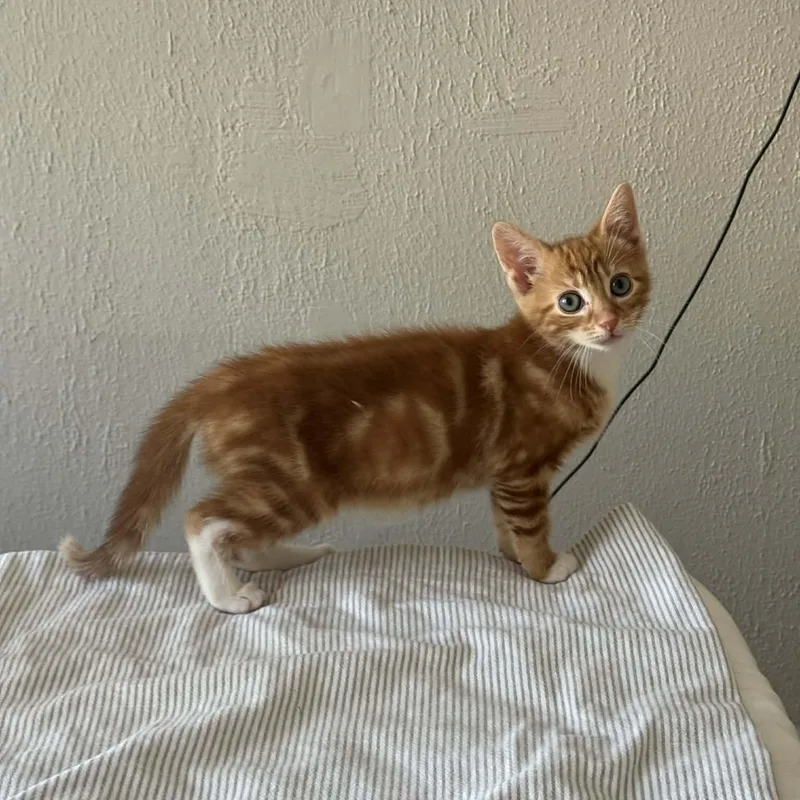 A baby medium-sized female Calico Domestic Short Hair cat named Pip And Squeak for adoption in Brooklyn, NY