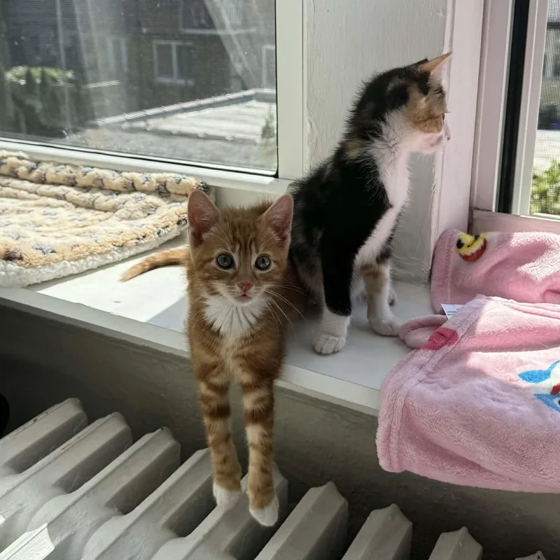 Pip And Squeak thumbnail 3