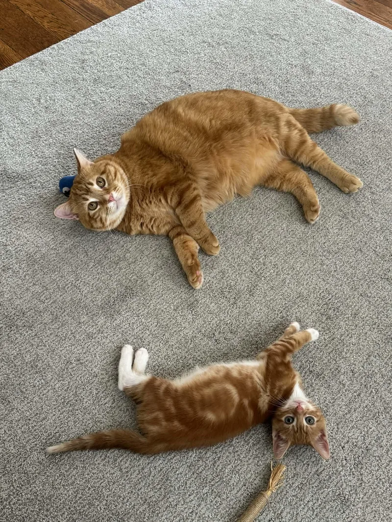 Pip And Squeak thumbnail 5