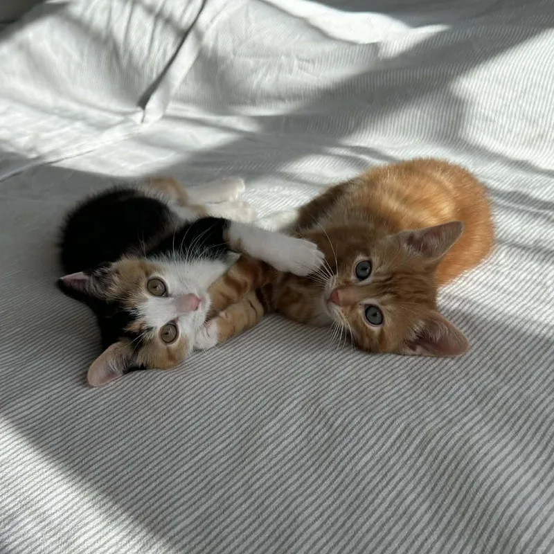 Pip And Squeak thumbnail 6