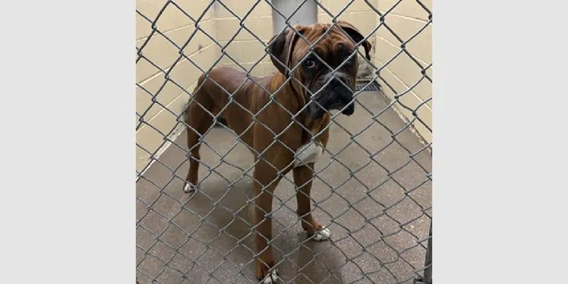 A young medium-sized male Yellow / Tan / Blond / Fawn Boxer dog named Rabbi for adoption in Hewitt, TX