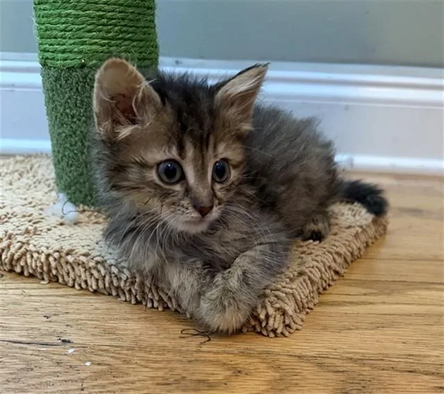 A baby small-sized female Domestic Long Hair cat named Peanut for adoption in Statesville, NC