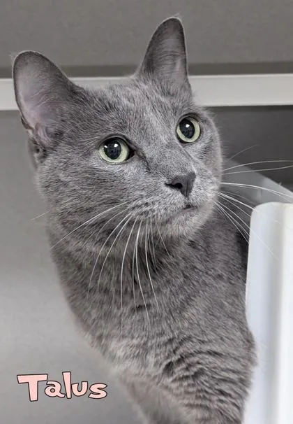 A senior large-sized male Domestic Short Hair cat named Talus for adoption in Mason, MI