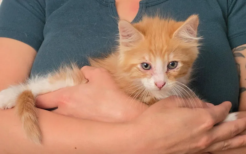 A baby medium-sized male Orange & White Domestic Medium Hair cat named Cedar for adoption in San Jose, CA