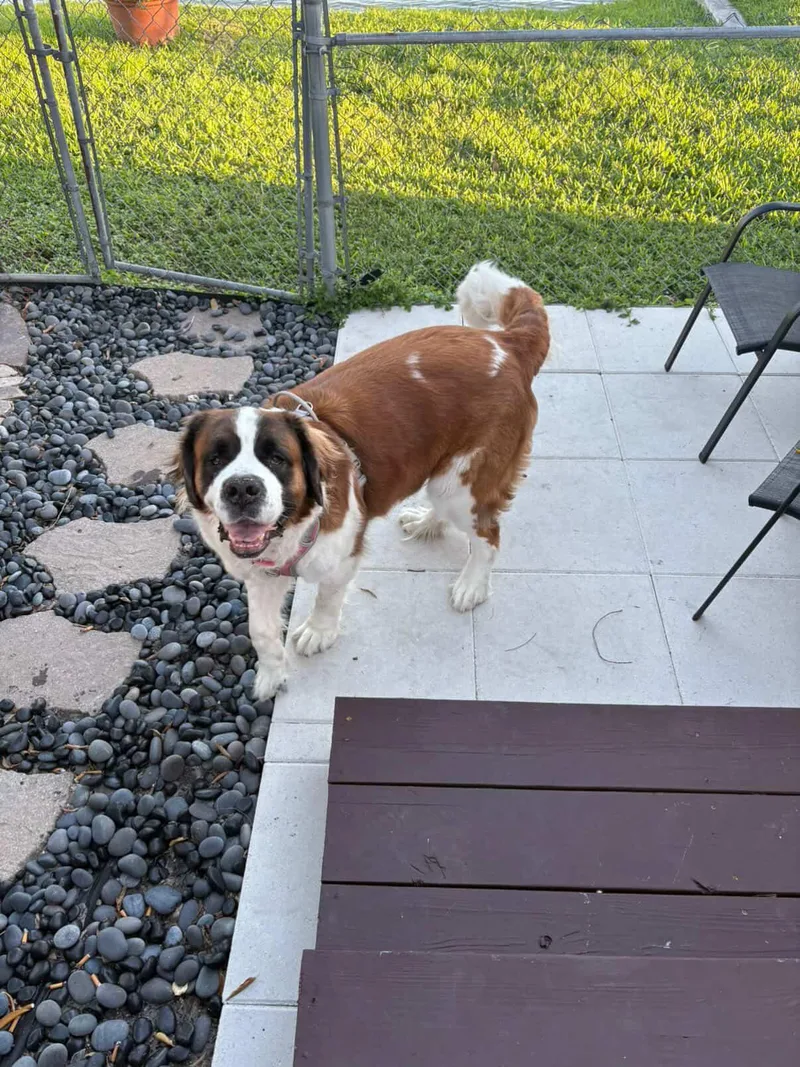 An adult large-sized female Brown / Chocolate Saint Bernard dog named Brooklyn for adoption in North Miami, FL