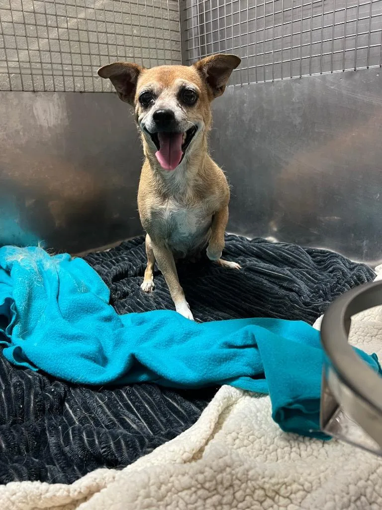 An adult small-sized female Chihuahua dog named Verna for adoption in Chickamauga , GA