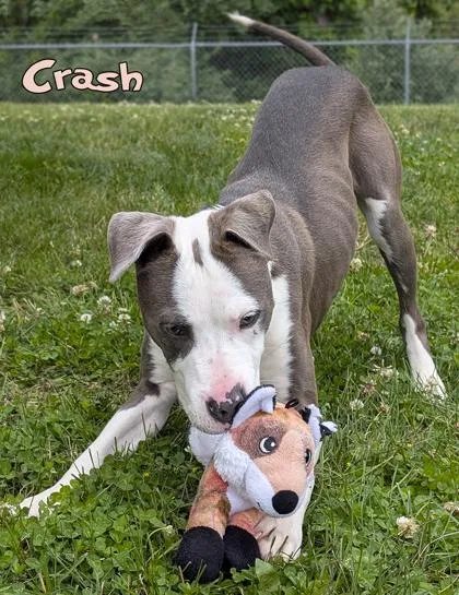 Crash