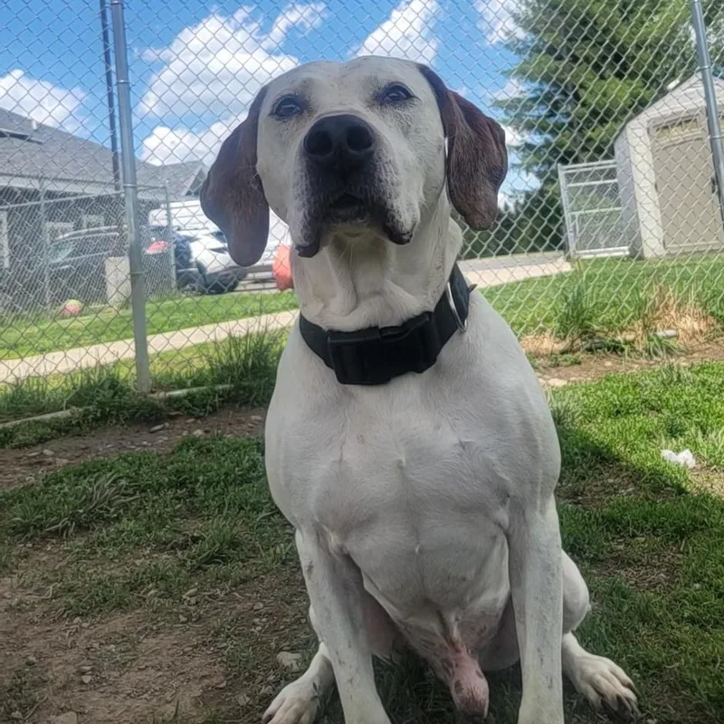 A young large-sized male Yellow / Tan / Blond / Fawn Mixed Breed dog named Ranger for adoption in Cooperstown, NY