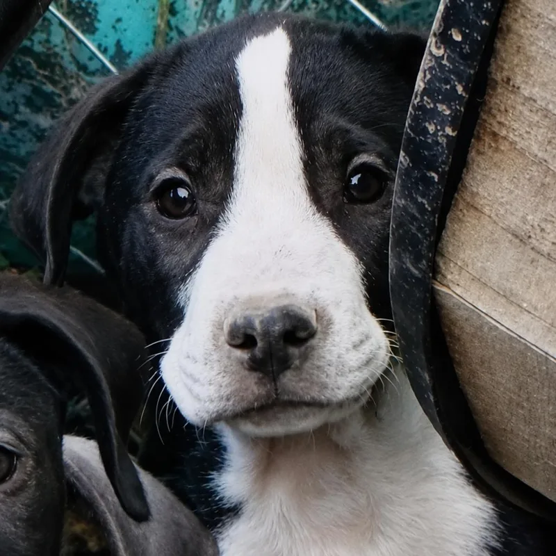 A baby medium-sized male Beagle dog named Newton for adoption in Rogersville, MO