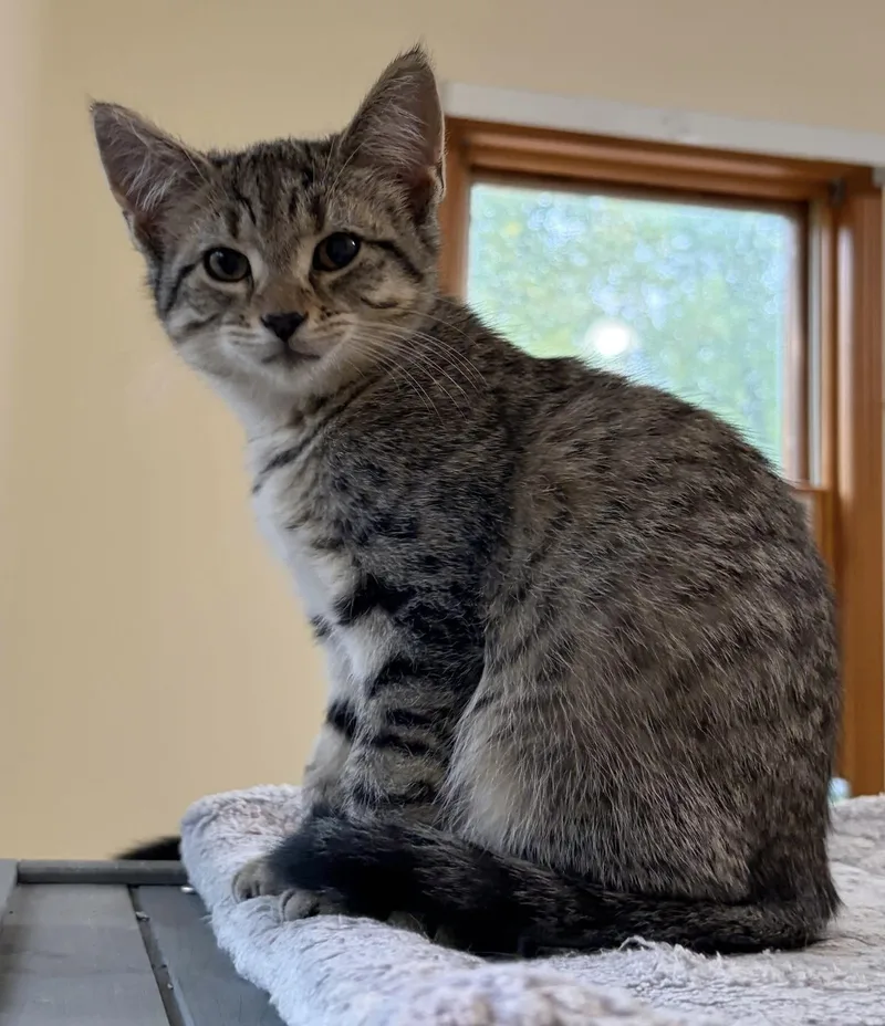 A baby medium-sized female Tabby (Tiger Striped) Domestic Short Hair cat named Sammich for adoption in Breinigsville, PA