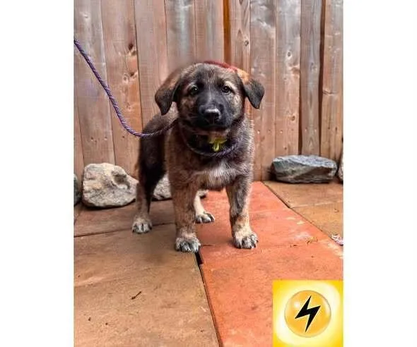 A baby small-sized female Mixed Breed dog named Pikachu for adoption in Milton, DE