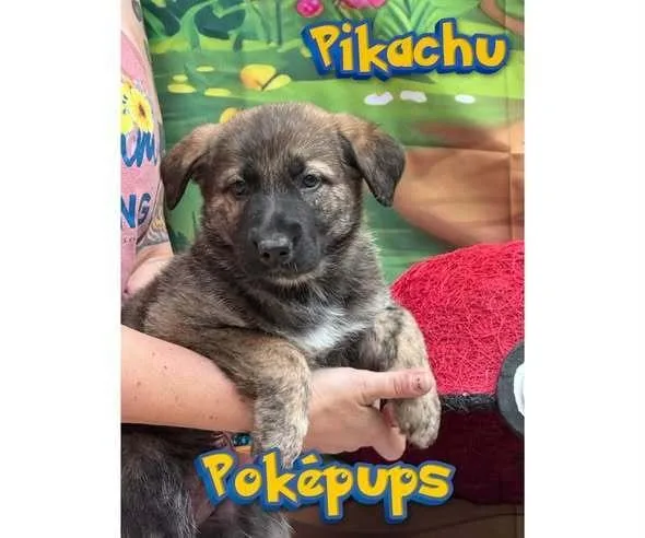 Pikachu thumbnail 2