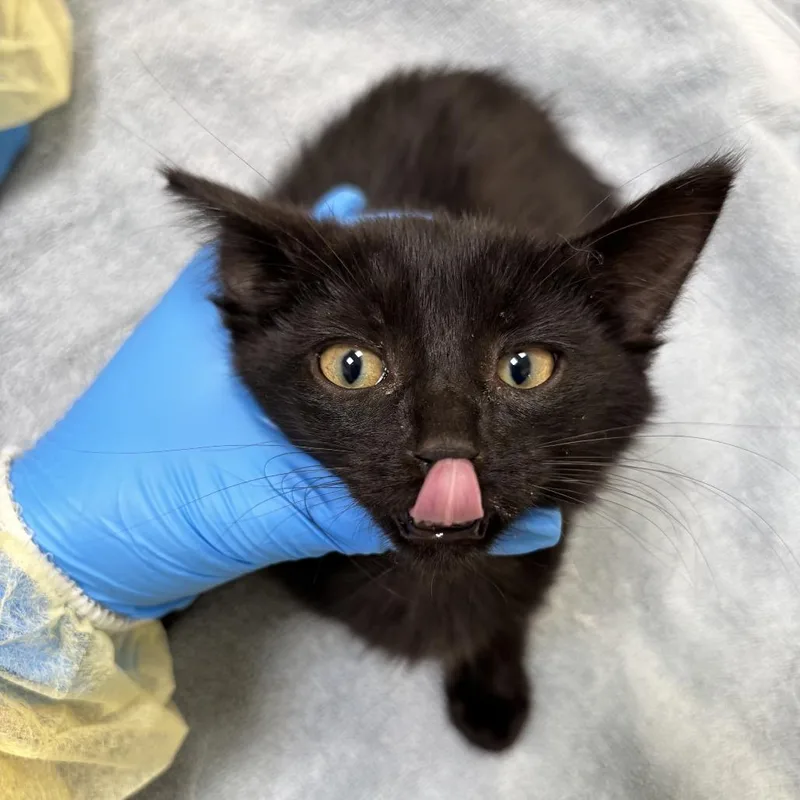 A baby small-sized male Black Domestic Short Hair cat named Texas Chainsaw Massacre for adoption in Evanston, IL