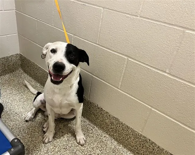 A young medium-sized male Australian Cattle Dog / Blue Heeler dog named Fish for adoption in Colorado Springs, CO