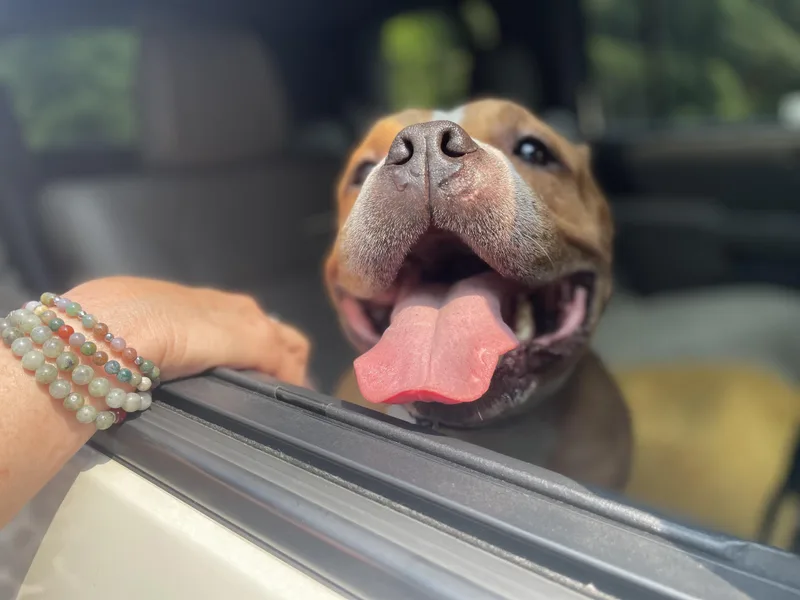 An adult medium-sized male Red / Chestnut / Orange American Bully dog named Butterball for adoption in Mechanicsburg, PA
