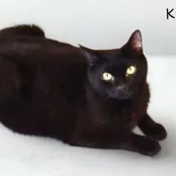 An adult large-sized female Black Domestic Short Hair cat named Kaia for adoption in Salt Lake City, UT