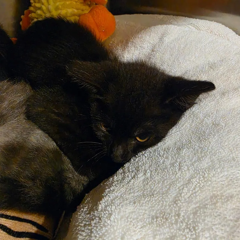 A baby small-sized female Black Domestic Medium Hair cat named Dixie for adoption in Tipton, IN