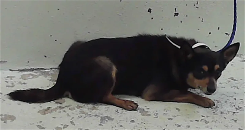 An adult small-sized male Chihuahua dog named Tiny for adoption in Houston, TX