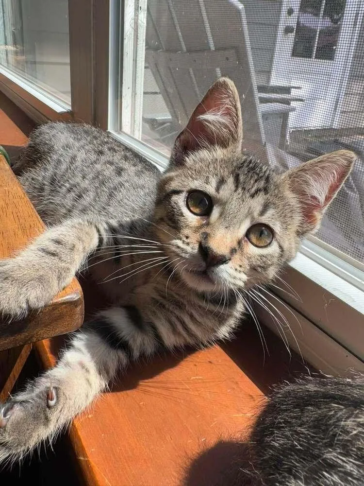 A baby small-sized male Tabby (Brown / Chocolate) Domestic Short Hair cat named Bubba for adoption in Scott, LA