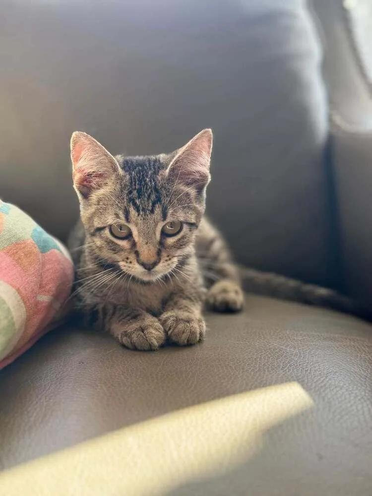 Bubba thumbnail 2