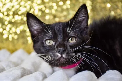 A baby small-sized female Domestic Short Hair cat named Vanessa for adoption in Yakima, WA