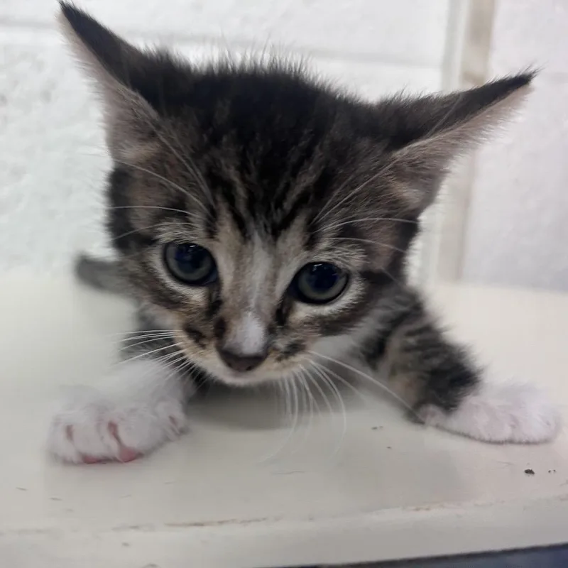 A baby small-sized male American Shorthair cat named Wirt for adoption in Edinburg, TX