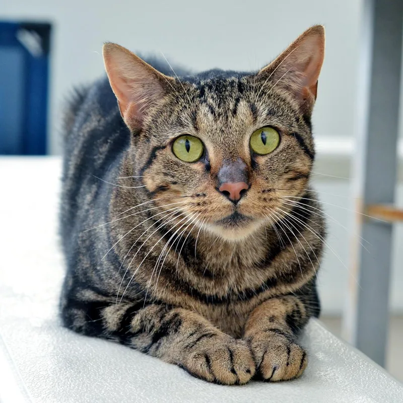 An adult medium-sized female Domestic Short Hair cat named Nala for adoption in Sanford, FL
