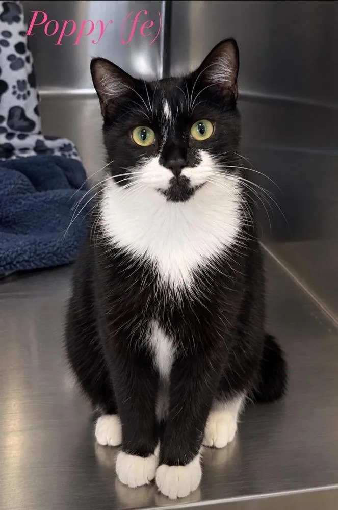 An adult small-sized female Black & White / Tuxedo Domestic Short Hair cat named Poppy for adoption in Fremont, NE