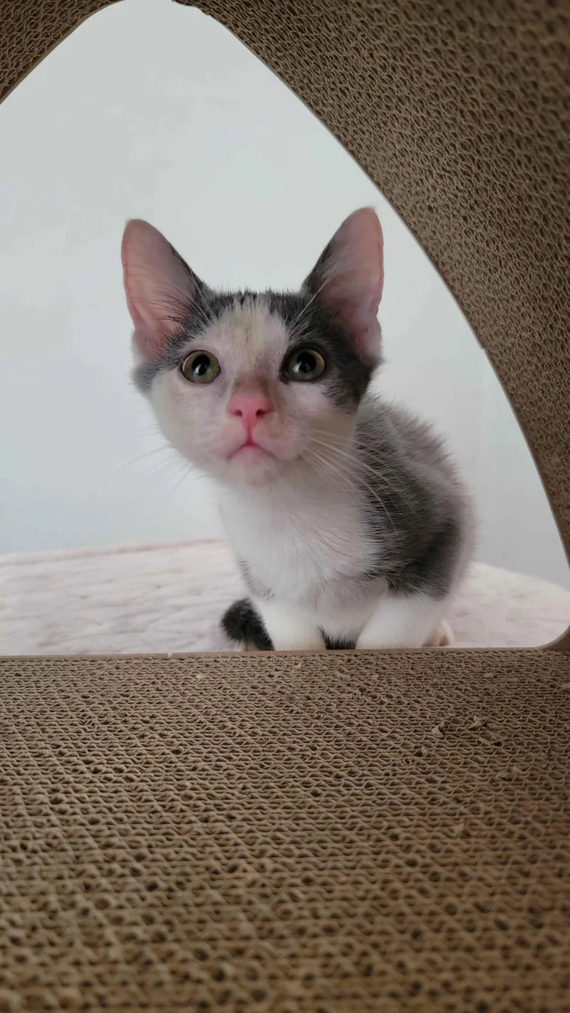 A baby small-sized male Gray & White American Shorthair cat named Suede for adoption in Florham Park, NJ