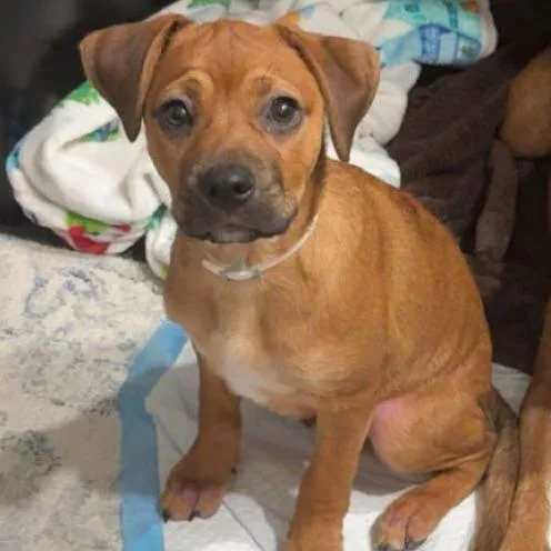 A baby small-sized male Mixed Breed dog named Kal for adoption in Greensboro, NC
