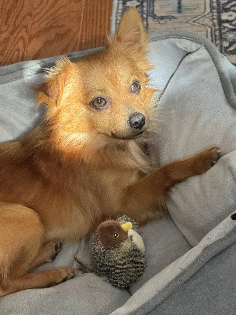 An adult medium-sized male Chihuahua dog named Tiny Tim for adoption in Herndon, VA