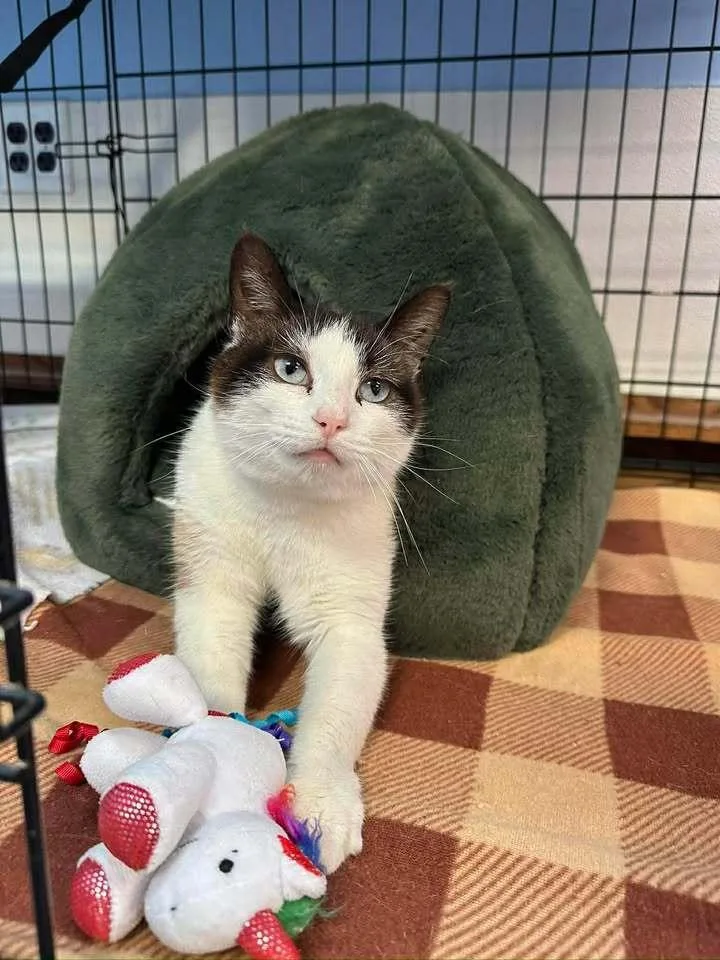 An adult medium-sized female Black & White / Tuxedo Domestic Short Hair cat named Mazie for adoption in Woodbridge, VA