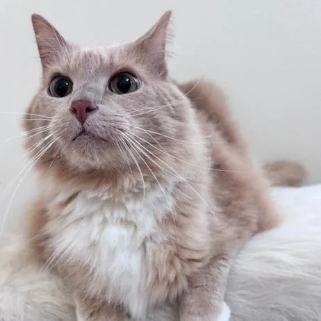A senior large-sized male Domestic Long Hair cat named Boots for adoption in Jupiter, FL