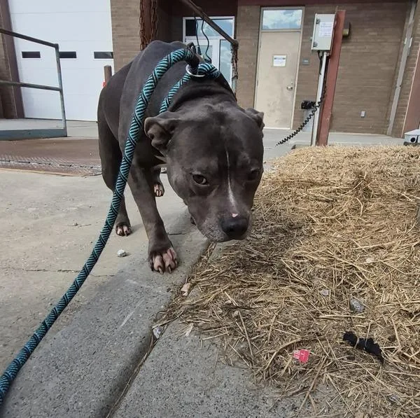 An adult medium-sized female Pit Bull Terrier dog named Pen Ic for adoption in Lawrenceville, GA