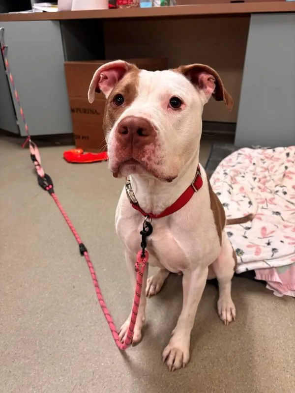 An adult large-sized female Pit Bull Terrier dog named Shiloh for adoption in Virginia Beach, VA