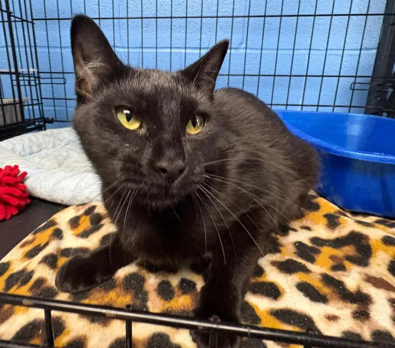 A young medium-sized female Domestic Short Hair cat named Momo for adoption in Ellijay, GA