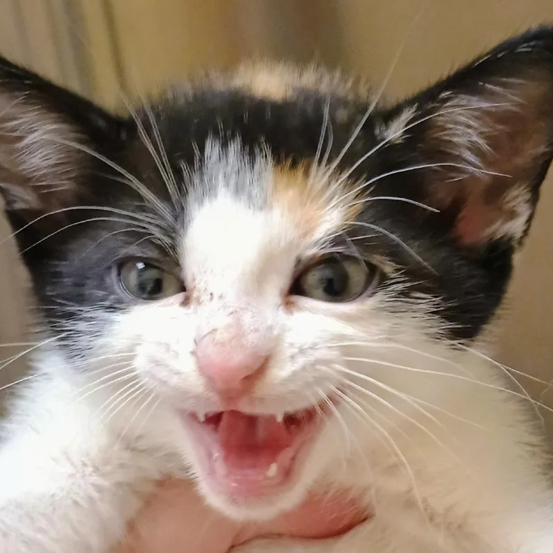 A baby small-sized female Black Domestic Short Hair cat named Jill for adoption in Palestine, TX