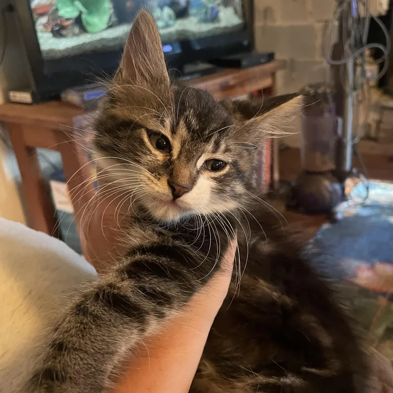 A baby medium-sized male Tabby (Brown / Chocolate) Domestic Medium Hair cat named Xander for adoption in High View, WV