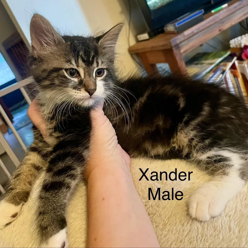 Xander thumbnail 2