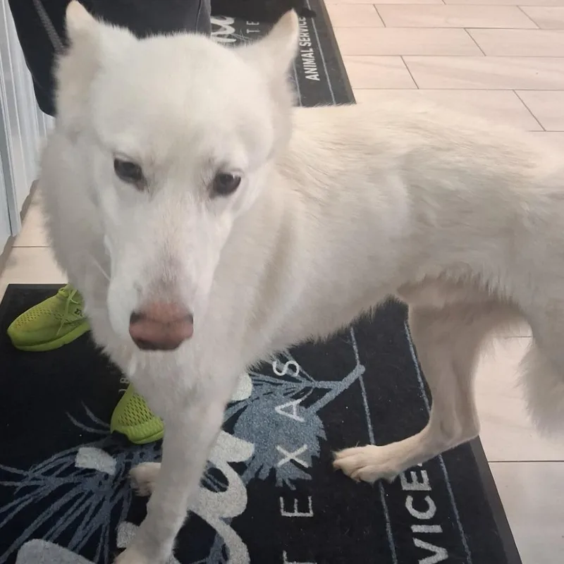 An adult medium-sized male White / Cream Husky dog named Blue for adoption in Lufkin, TX
