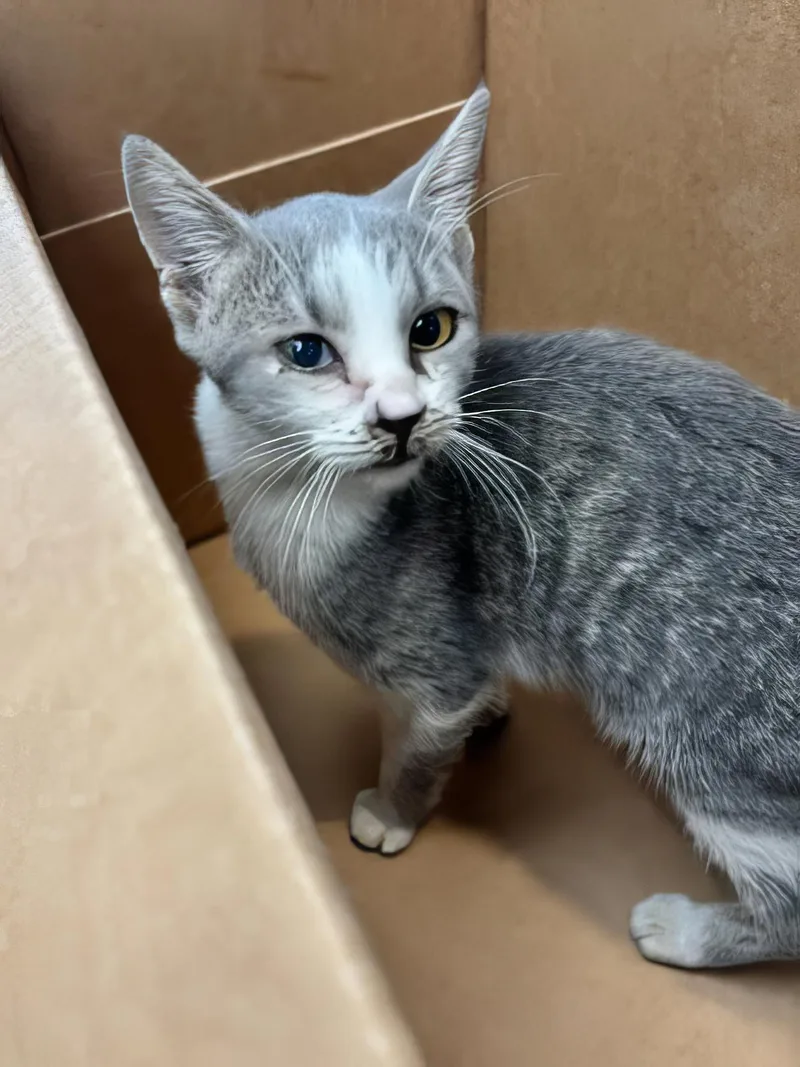 A baby medium-sized female Domestic Short Hair cat named Ravenclaw for adoption in Nashville, TN