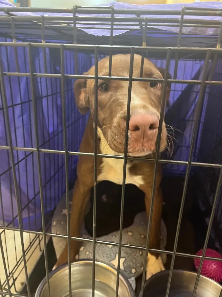A baby small-sized female Pit Bull Terrier dog named Queenie for adoption in New Braunfels, TX