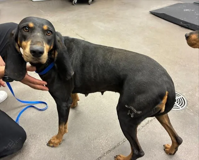 A young large-sized female Black and Tan Coonhound dog named Missy Sue for adoption in Mesa, AZ