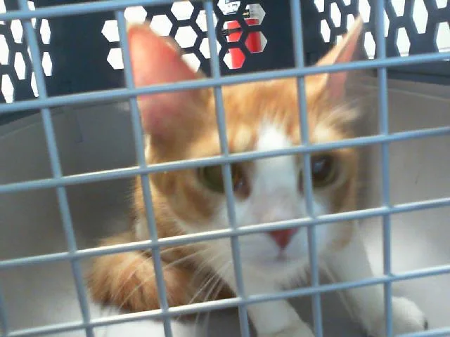 A young small-sized female Domestic Medium Hair cat named Prosciutto for adoption in Charlotte, NC