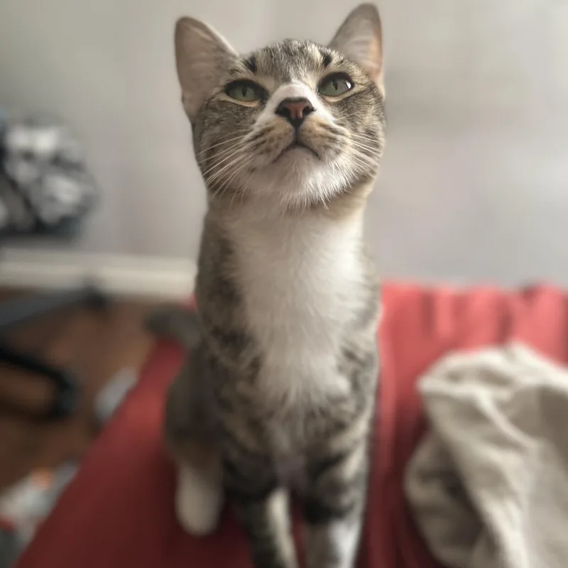 Cardamom thumbnail 2