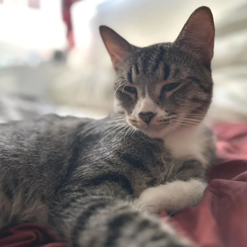 Cardamom thumbnail 3