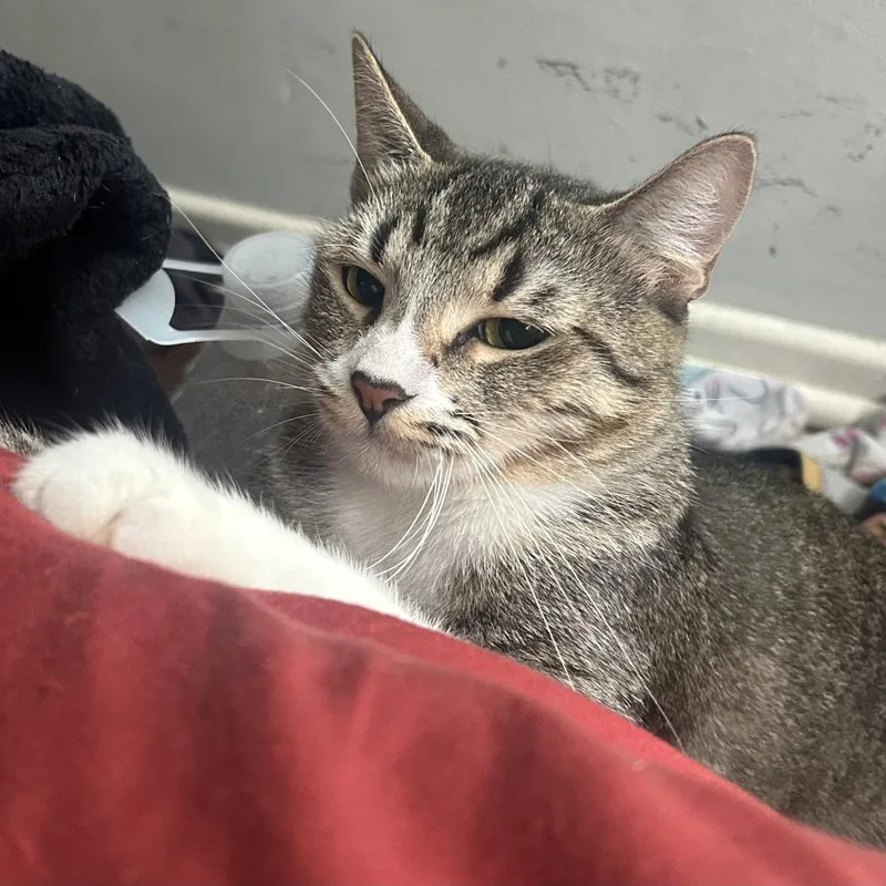 Cardamom thumbnail 4